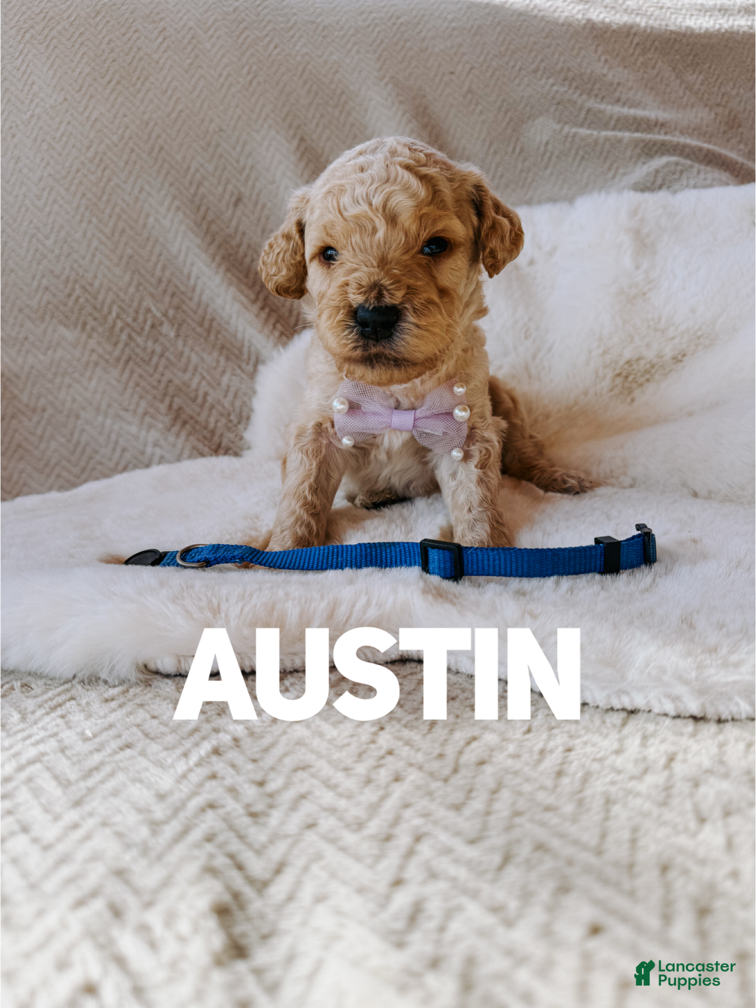 Goldendoodle dogs for sale: Austin - Ad 1