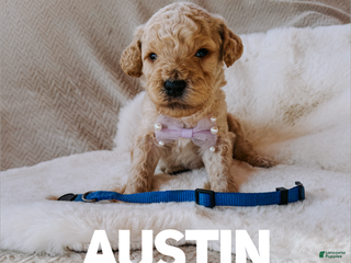 Goldendoodle dogs Austin - Ad 32