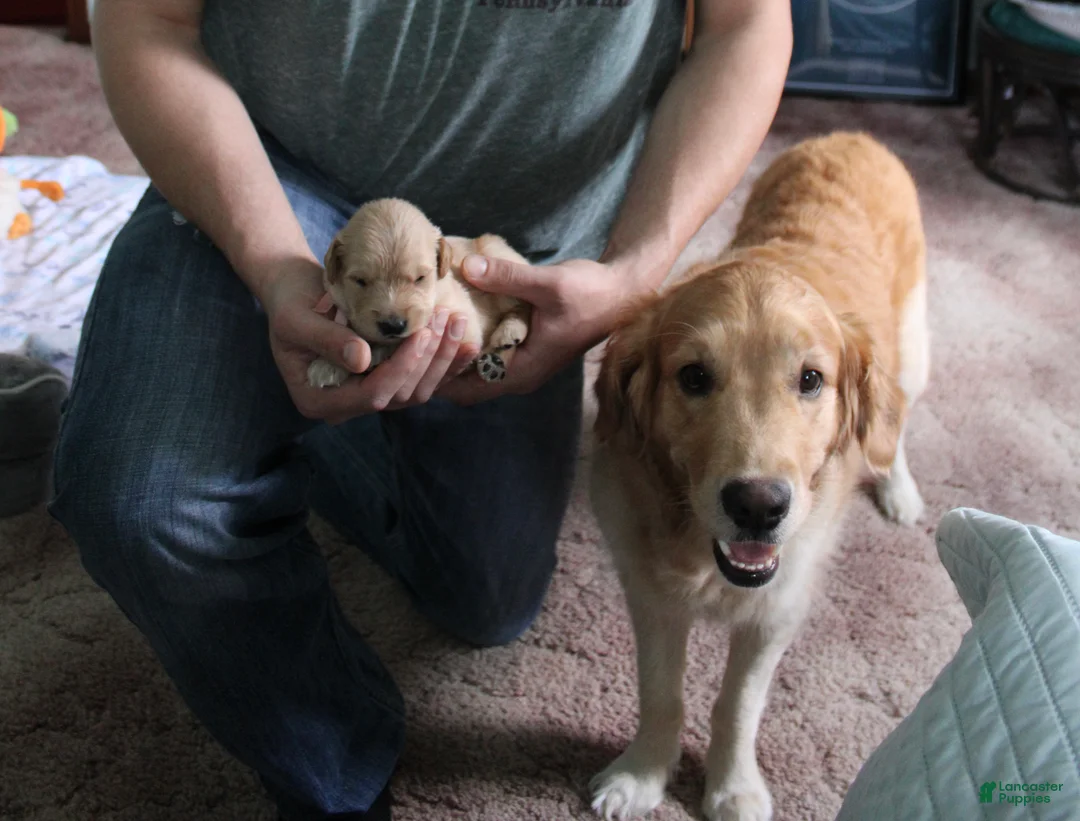 Golden Retriever dogs for sale: Golden Retriever Puppy 5 - Ad 2