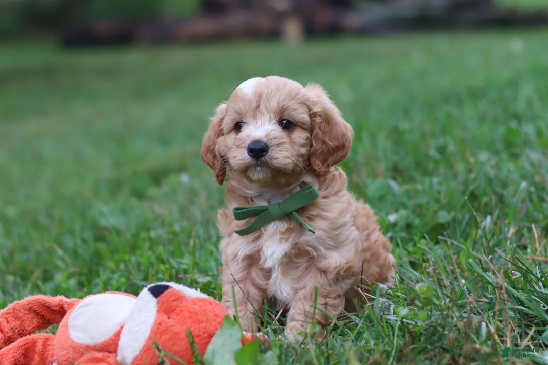 Cavapoo dogs for sale: Jett - Ad 11