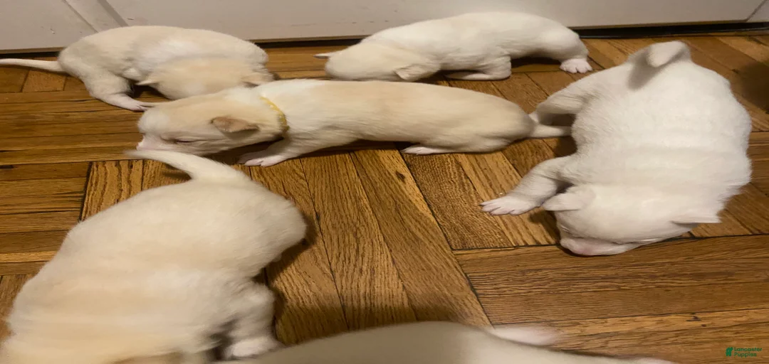 Gallery Image {{count}}