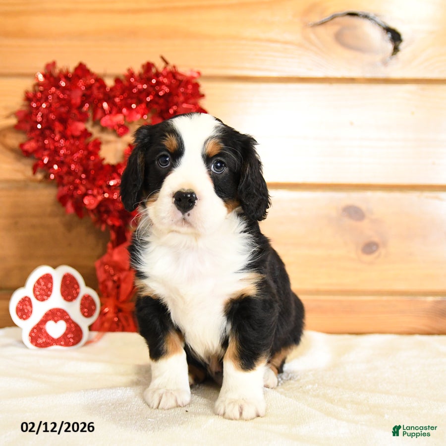 Miniature Bernese Mountain Dog dogs Vincent - Ad 6
