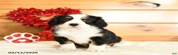 Miniature Bernese Mountain Dog dogs for sale: Vincent - Ad 1