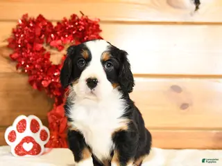 Miniature Bernese Mountain Dog dogs Vincent - Ad 6