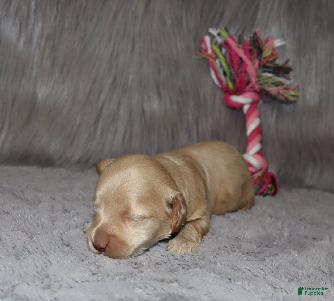 Havapoo dogs for sale: Angie👨‍👨‍👦‍👦💞🐕Miniature - Ad 18