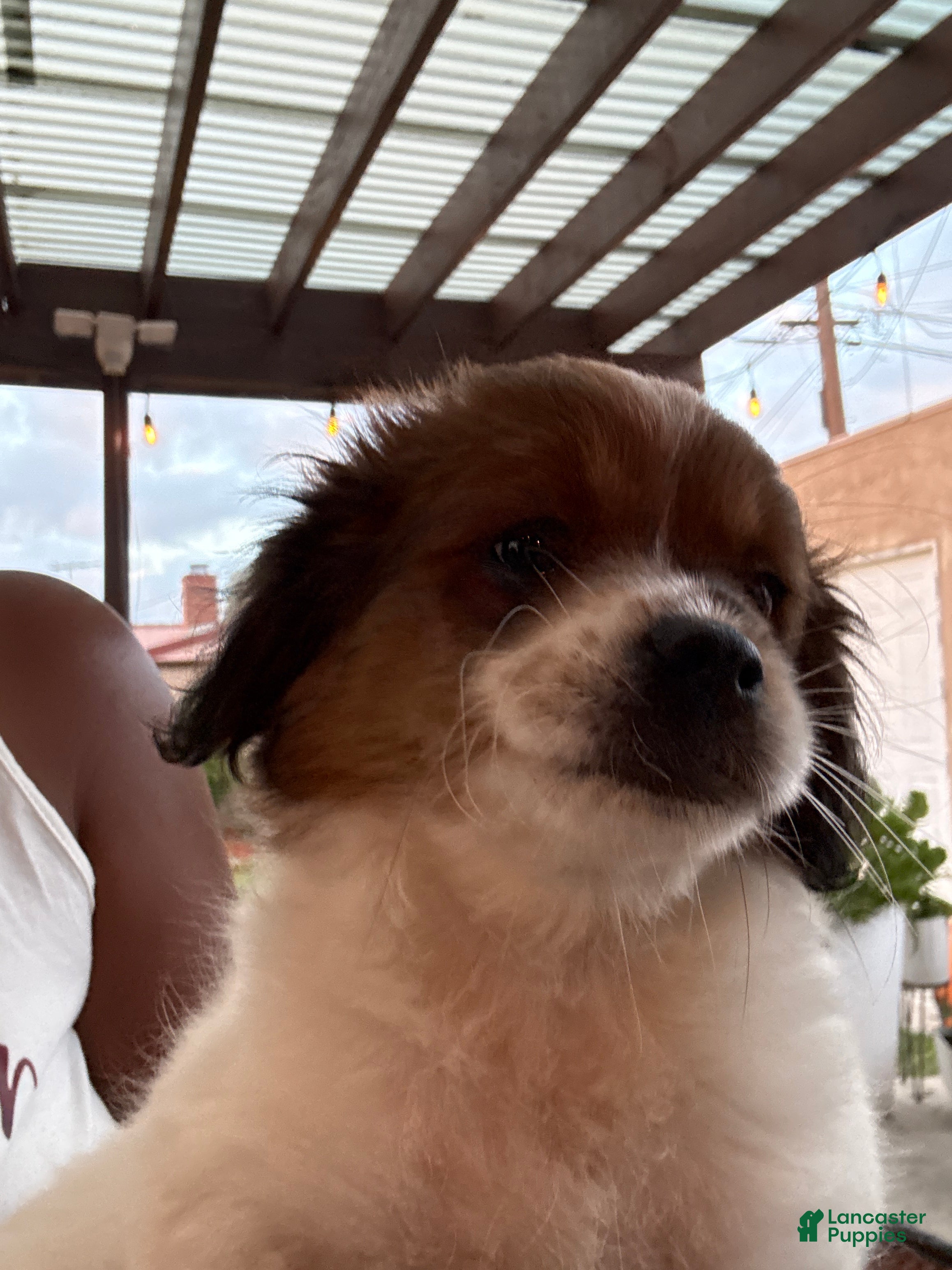Shih Tzu dogs for sale: Golden - Ad 22