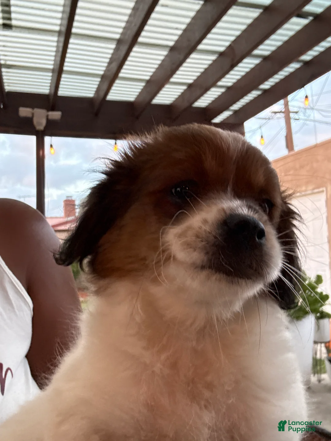 Shih Tzu dogs for sale: Golden - Ad 1
