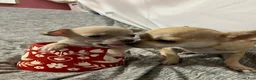 Chihuahua dogs for sale: Chihuahua Puppy 1 - Ad 4