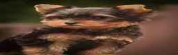 Yorkshire Terrier dogs for sale: Damon Yorkshire Terrier  - Ad 18