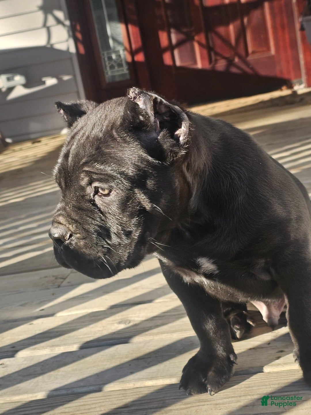 Cane Corso dogs for sale: ZEUS - Ad 13