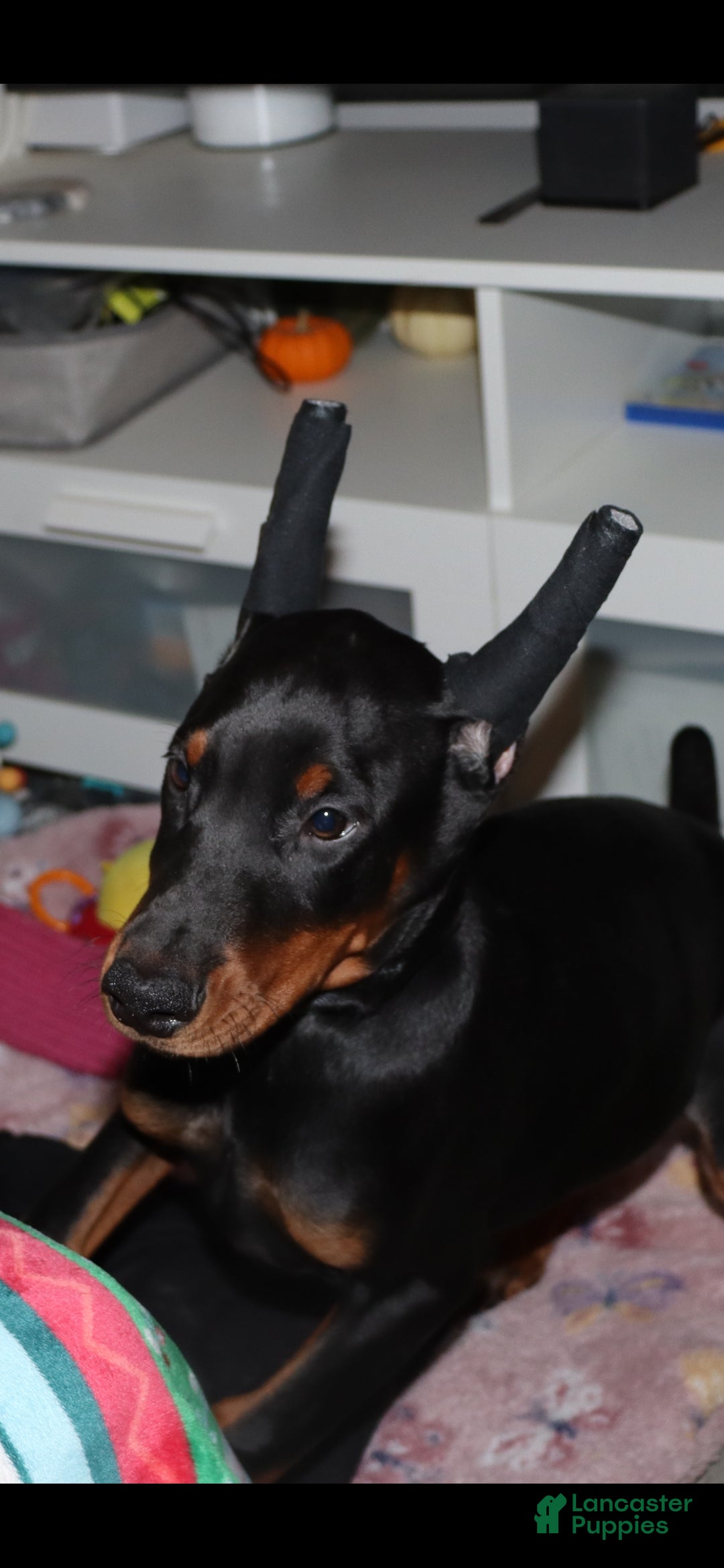 Doberman Pinscher dogs for sale: Chili - Ad 3