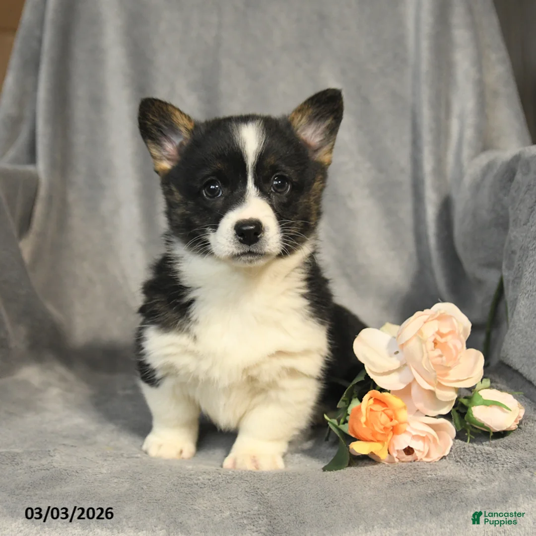 Welsh Corgi Pembroke dogs for sale: Beauty - Ad 2