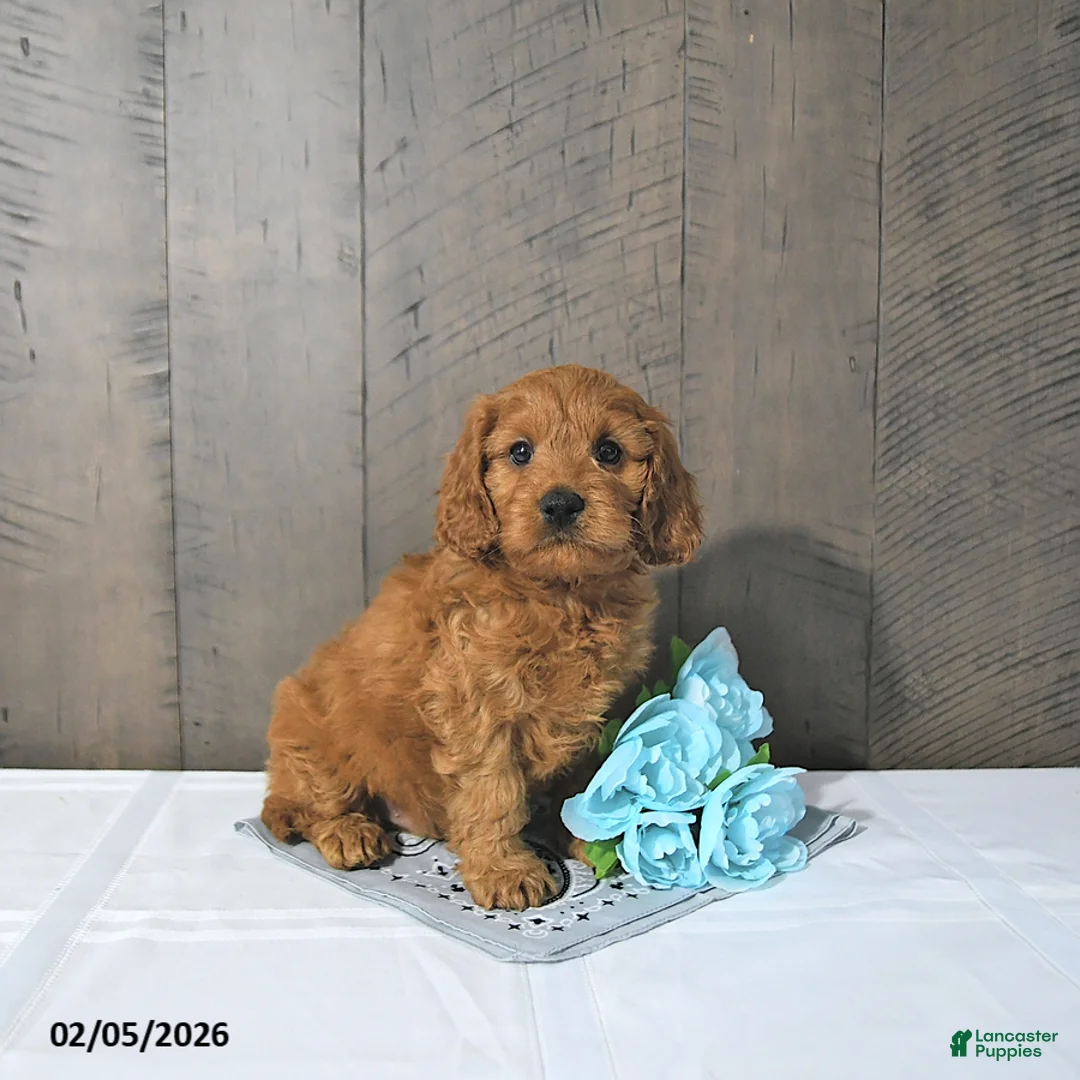 Cavapoo dogs for sale: Fred - Ad 5