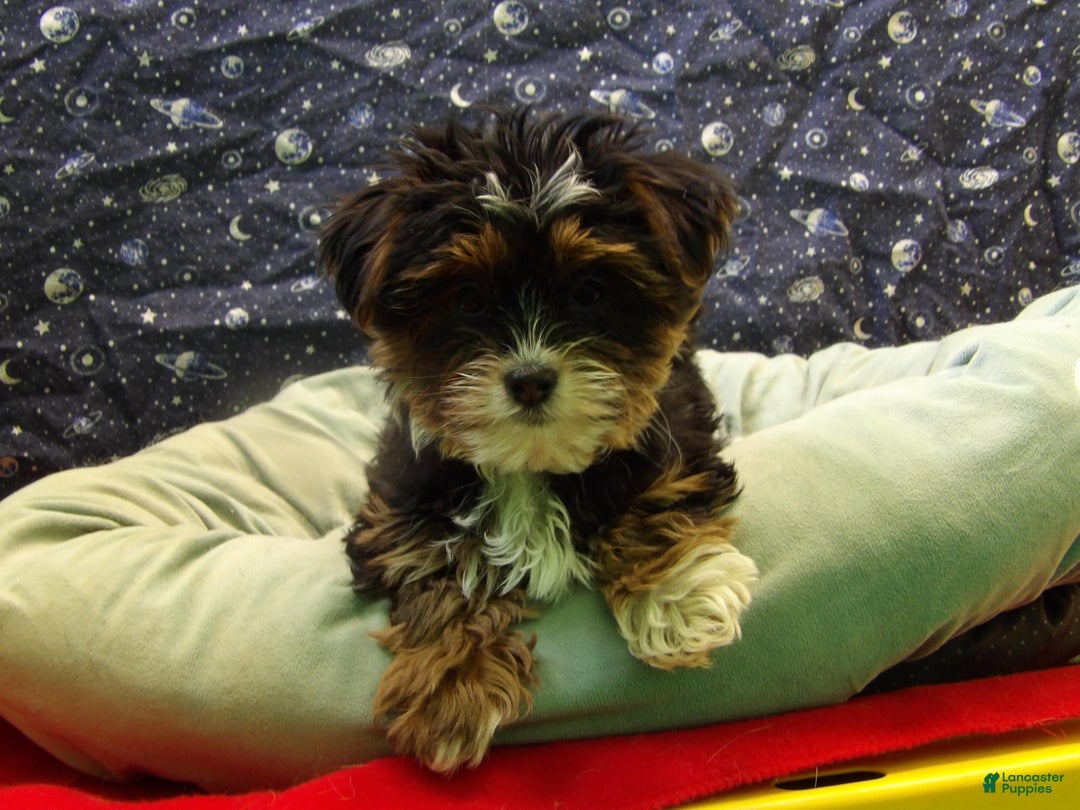 Shorkie dogs for sale: Juniper - Ad 3