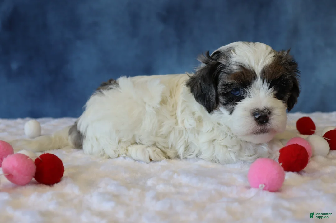 Shihpoo dogs for sale: Parker - Ad 4