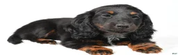 Miniature Dachshund dogs for sale: Fiona - Ad 9