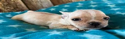 Frenchton dogs for sale: Strawberry - Ad 2