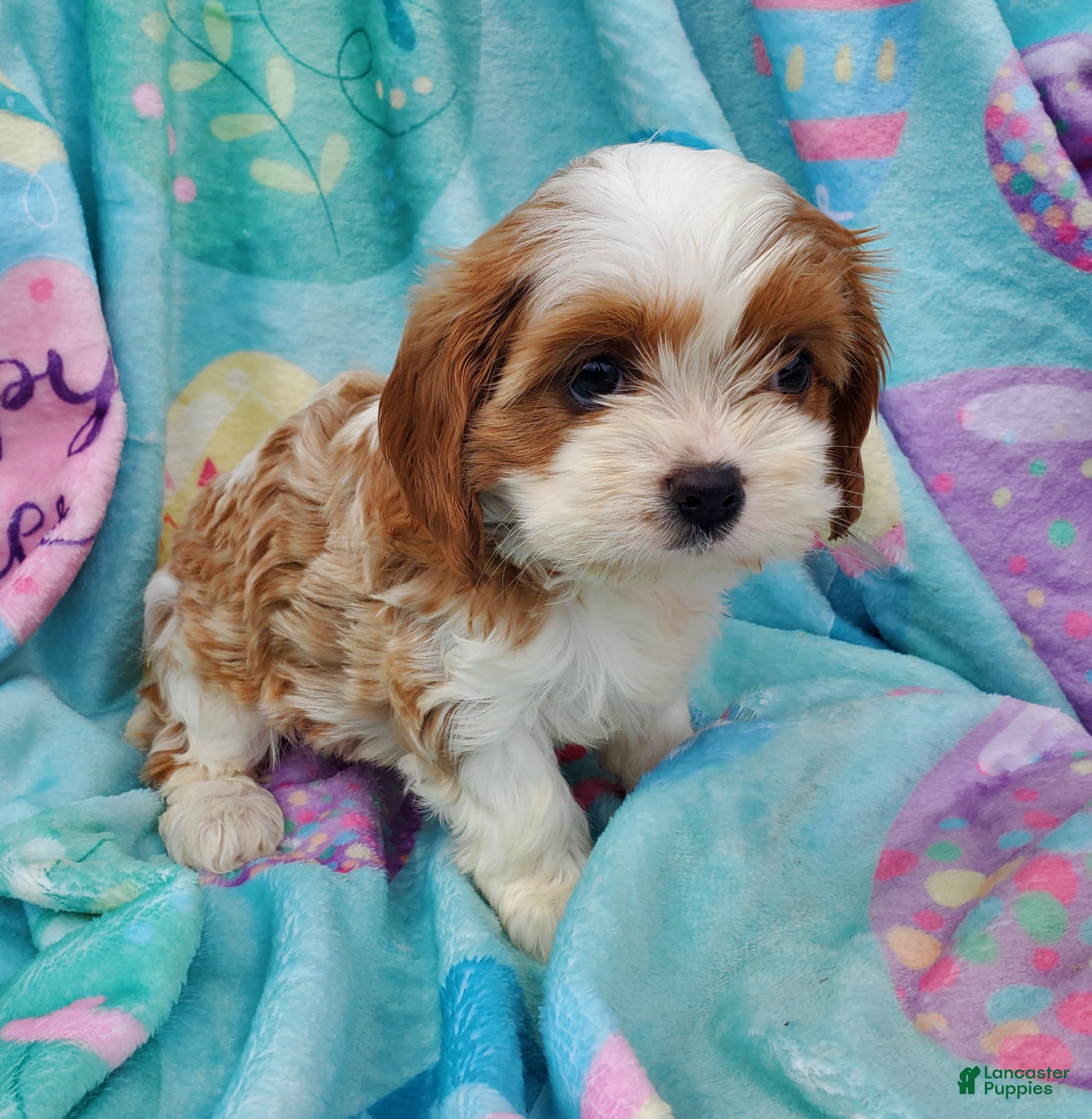 Cavapoo dogs Bell - Ad 1