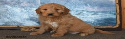 Goldendoodle dogs for sale: Paris - Ad 2