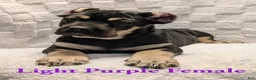 Cane Corso dogs for sale: Light Purple  - Ad 4