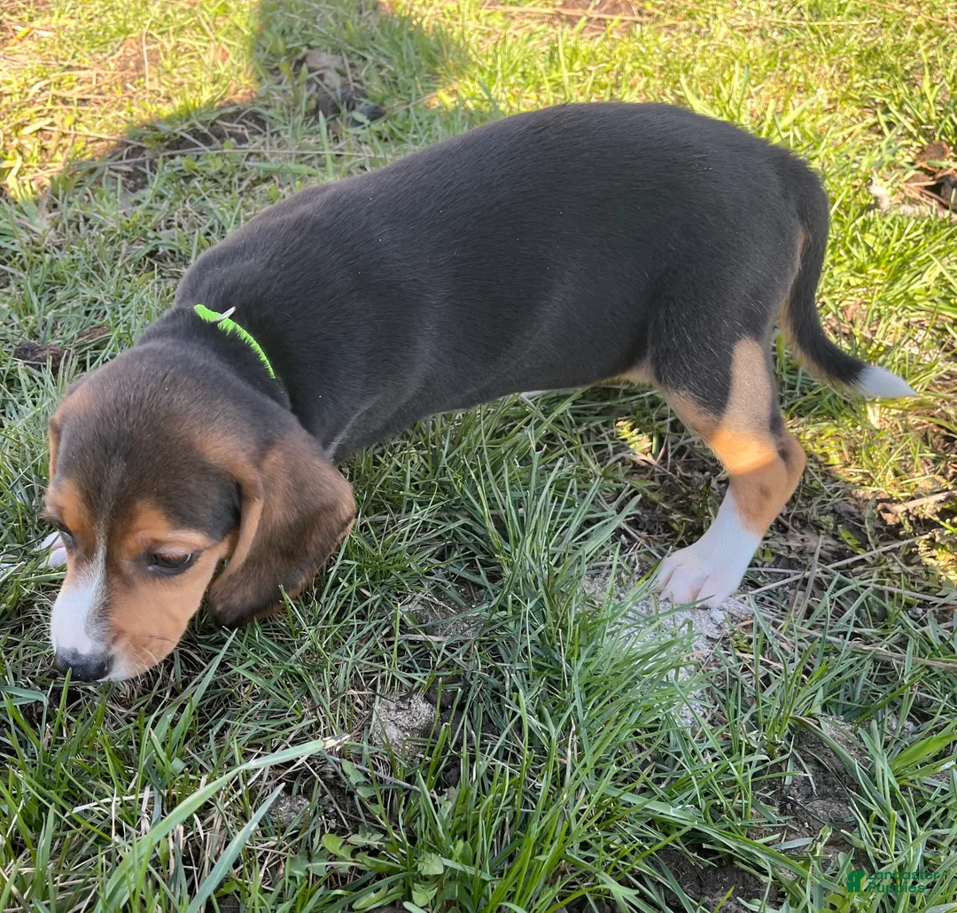 Beagle dogs for sale: Beagle Puppy 6 - Ad 1