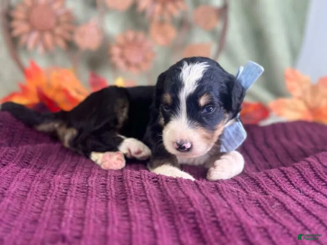 Bernedoodle dogs for sale: Ivy - Ad 2
