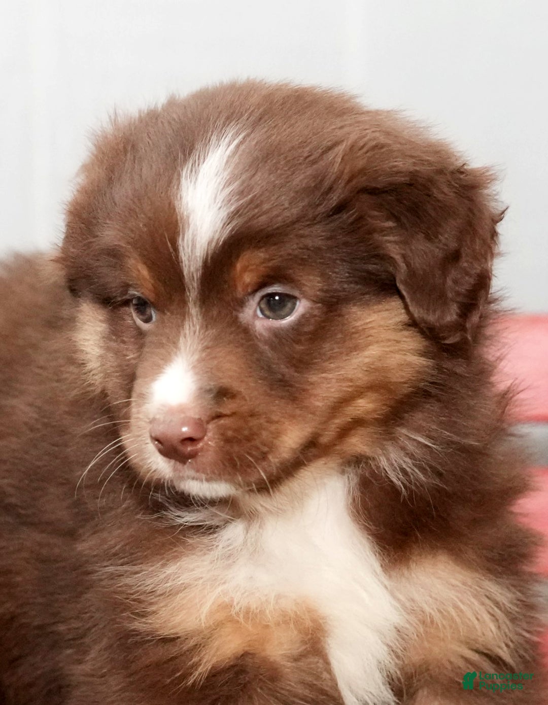 Miniature Australian Shepherd dogs for sale: Domino - Ad 9