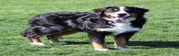 Bernedoodle dogs for sale: Bella - Ad 9