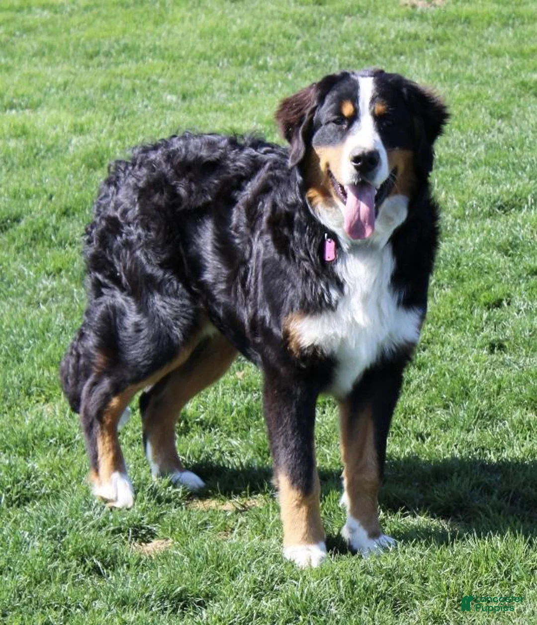 Bernedoodle dogs for sale: Bella - Ad 9