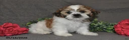 Shih Tzu dogs for sale: Jill - Ad 1