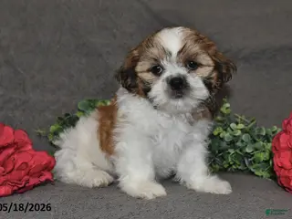 Shih Tzu dogs for sale: Jill - Ad 4