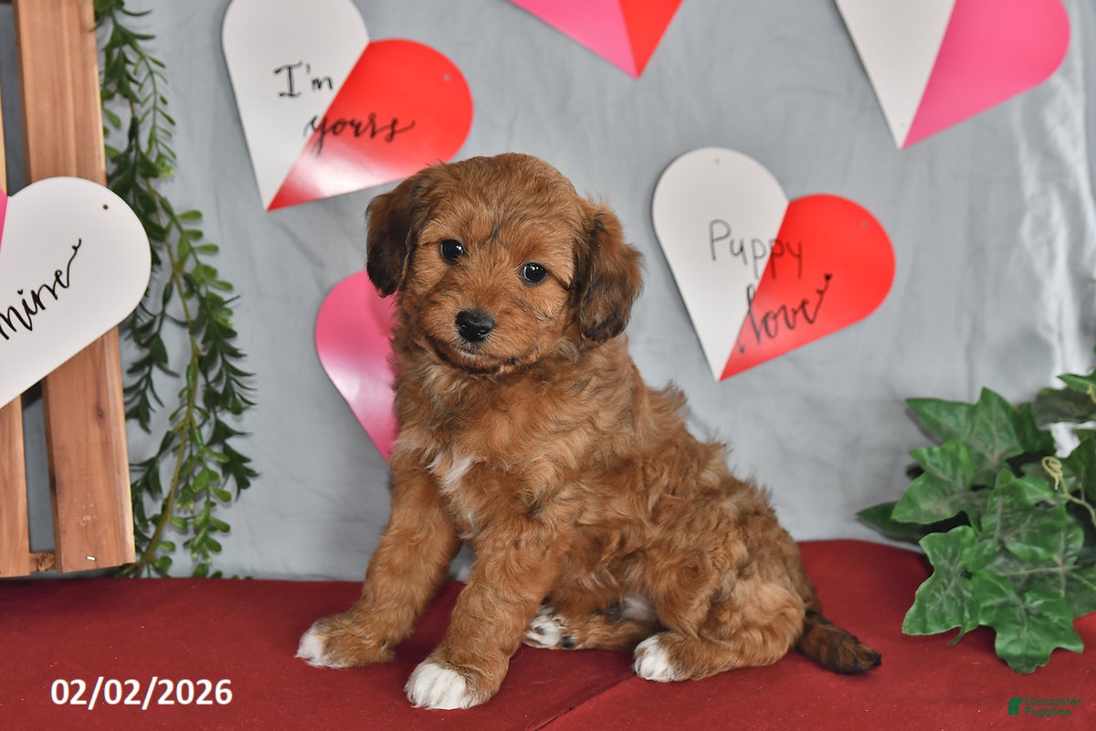 Mixed Breed dogs Clifford - Ad 9