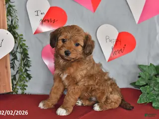 Mixed Breed dogs Clifford - Ad 9