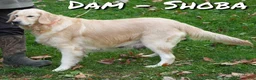 Golden Retriever dogs for sale: Rusty - Ad 10