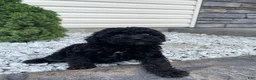 Miniature Poodle dogs for sale: Nokia - Ad 8