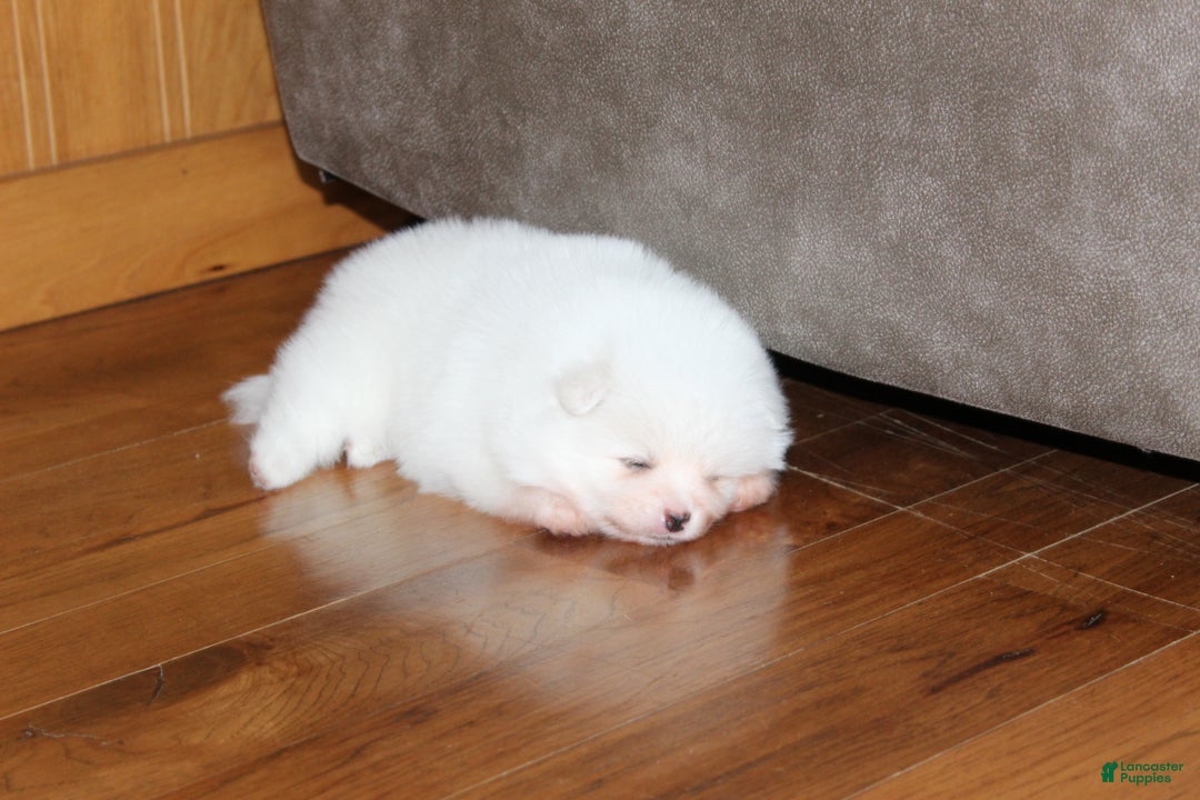 Pomeranian dogs for sale: Emerson - Ad 7