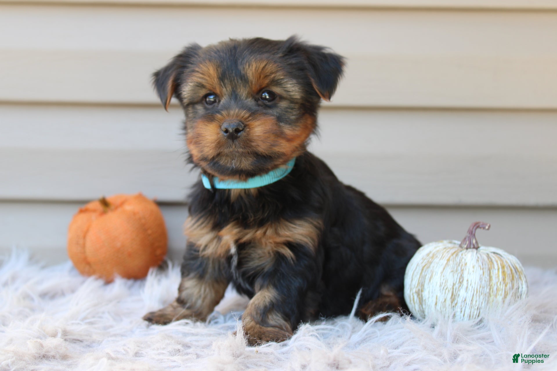 Yorkshire Terrier dogs Easton - Ad 1