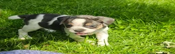 Mixed Breed dogs for sale: Spot - Ad 4
