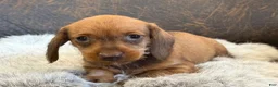 Miniature Dachshund dogs for sale: Dash - Ad 11