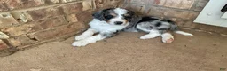 Aussiedoodle dogs for sale: Katie - Ad 2