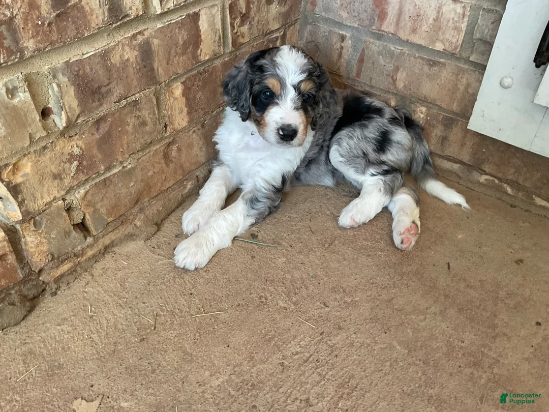 Aussiedoodle dogs for sale: Katie - Ad 2