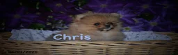 Pomeranian dogs for sale: Charlie - Ad 3