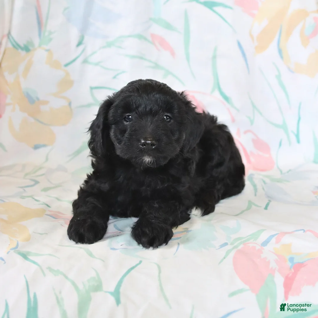 Mini Aussiedoodle dogs for sale: Peter - Ad 3