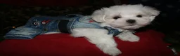 Maltese dogs for sale: Conrad - Ad 1