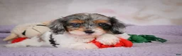 Cavapoo dogs for sale: Molly - Ad 10