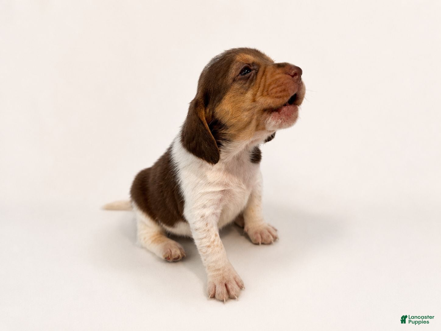 Beagle dogs Beagle 5 - Ad 1