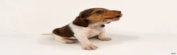 Beagle dogs for sale: Beagle 5 - Ad 1