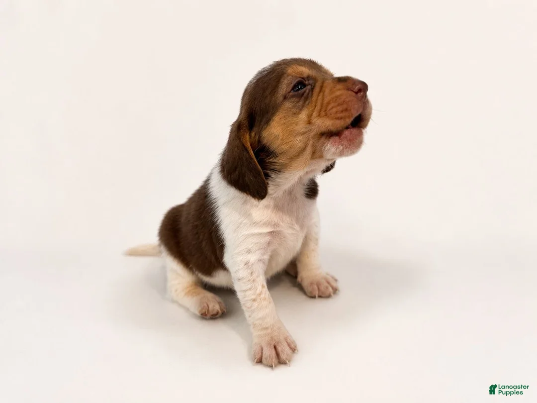 Beagle dogs for sale: Beagle 5 - Ad 1