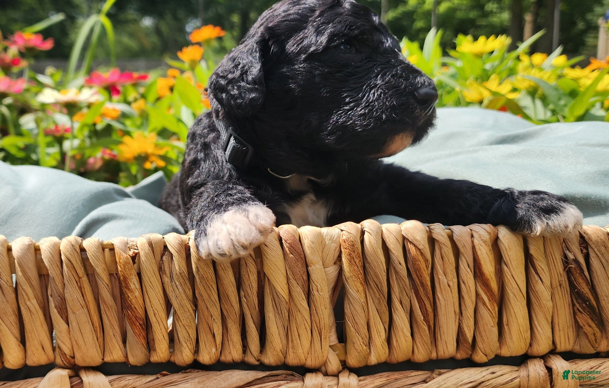 Mixed Breed dogs Cooper - Ad 36