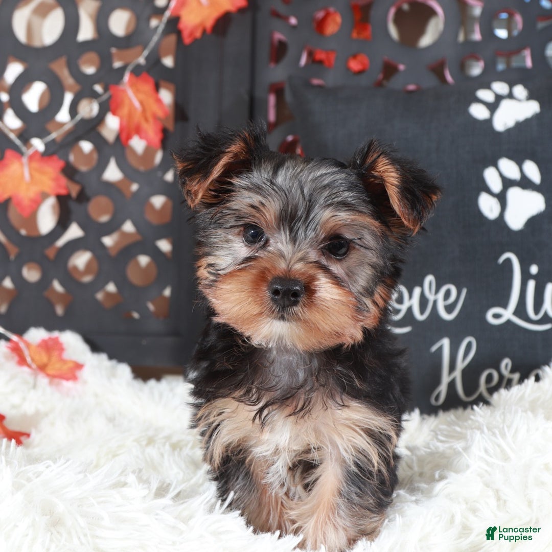 Yorkshire Terrier dogs for sale: Brutus  - Ad 3